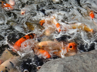 koi fish swimming in the pond