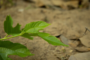 Beautiful mulberry leaf view from one side
