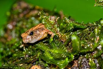 Tropical Frog, Tropical Rainforest, Costa Rica, Central America, America