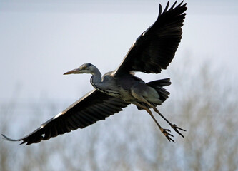 Grey heron in flight above the lake