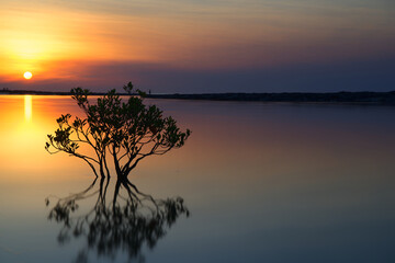 Fototapeta premium Mangrove tree in the river at sunset - Rapid Creek, Darwin, Australia.