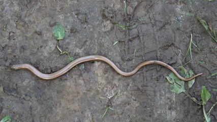 Hiking Main Sudetes Trail in Poland