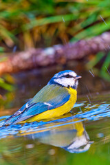Blue Tit, Parus caeruleus, Forest Pond, Mediterranean Forest, Castile and Leon, Spain, Europe