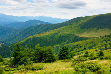 Obraz premium summer landscape of valley in mountains. trees and green meadows on rolling hills. black ridge in the distance. beautiful nature of carpathians. cloudy sky