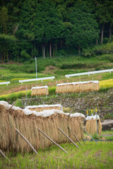 新城観光　四谷の千枚田