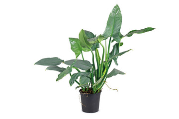 Large tropical 'Philodedndron Hastatum Silver Sword' houseplant with large silver-gray colored long leaves in flower pot isolated on white background