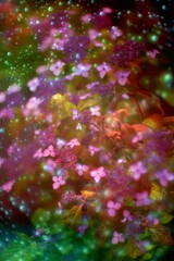 紫陽花