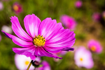 Fototapeta premium Beautiful Gesang flowers bloom in summer