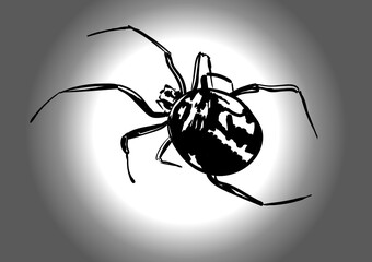 spider isolated on white background
