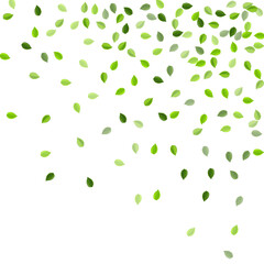 Lime Leaf Falling Vector Concept. Transparent 