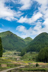 Fototapeta premium 四谷の千枚田 稲干し（稲木）