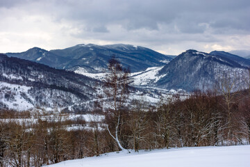 Fototapeta na wymiar cloudy winter morning in mountains. tree on snow covered field. carpathian rural landscape. village in the distant valley
