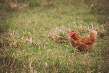 chicken in field