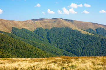 beech forest on the hills. wonderful landscape of carpathian mountains on a sunny day in august. meadow in yellow grass