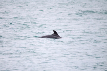  Dolphin swims in the sea. Dolphin back with fin visible from the water. Selective focus
