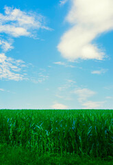 Bright summer sunlight on an endless corn field that extends bright green into the distant horizon, dramatic soft clouds above in big blue sky. High quality photo with fresh bright colors and natural