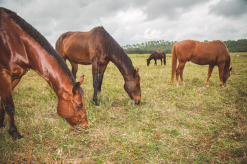 grazing horses