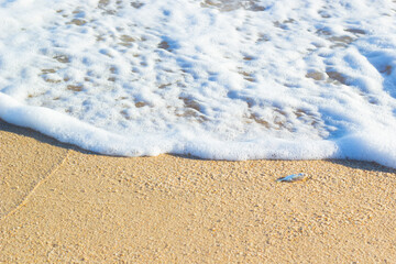 Dead sea fish were swept into the coast by the waves.