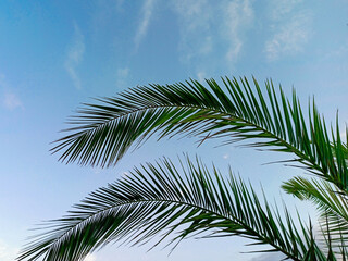 Fototapeta na wymiar Palm tree on a background of blue sky with white clouds on a sunny day. Beautiful tropical landscape of dreams on a summer background for rest and relax