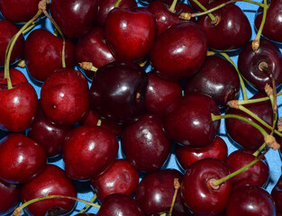 Sweet cherry on a blue background. Dark red cherry berries.