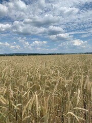 field of wheat