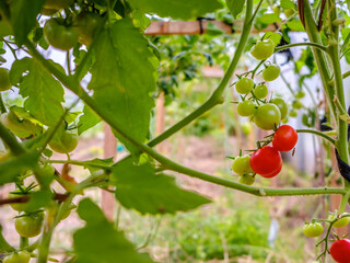 Selective focus on ripe red tomatoes on the branches in the greenhouse. Growing organic green vegetables in a home garden. On one branch are red and green fruits of tomatoes. Copy space