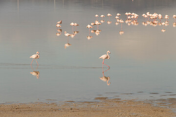 flamingos in the lake