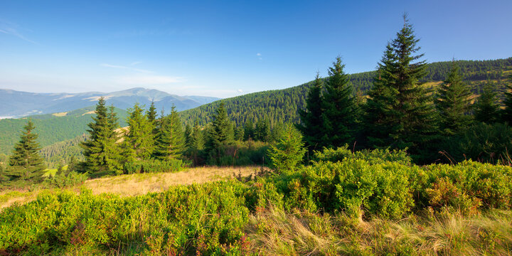 fir trees on the mountain meadow. wonderful morning scenery in summer. fog in the distant valley. exploring carpathians concept. blue cloudless sky