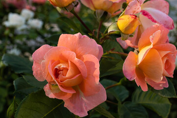 beautiful garden pink roses