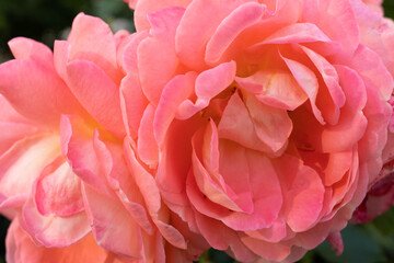 beautiful garden pink roses
