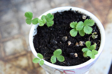 selective focus at the pot with small strawberry plants