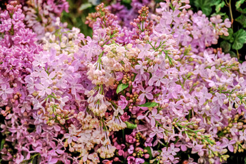 Beautiful fragrant purple lilacs blooming.Decorative shrub blooms in the garden.