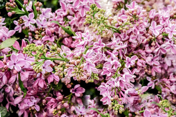 Lilac flowers bunch violet art design background.