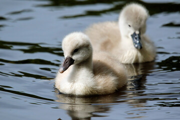 Mute swan cygnets swimming on the boating lake