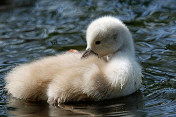 Mute swan cygnets swimming on the boating lake