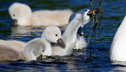 Mute swan cygnets swimming on the boating lake