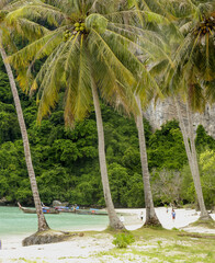 Palmtree, Koh Phi phi island, Phang Nga Bay, Ao Phang Nga Marine National Park, Thailand,