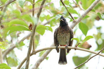 one Red Vented Bulbul bird or one bird sitting on the tree or tree branch on the morning with white background