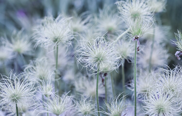 Alpine anemone (Pulsatilla alpina apiifolia) fruits in the garden
