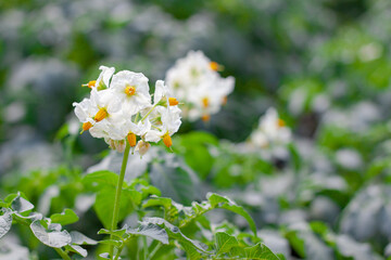 The white potato flowers on green background in the garden