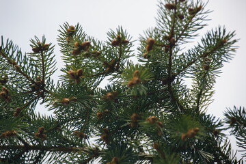 branches of a pine