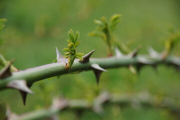 thorns on a branch