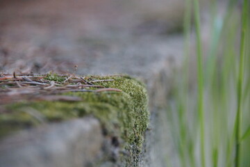 moss on the ground