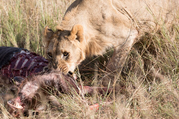 A Lion (Panthera leo) and its kill - a wildebeest - Tanzania. Africa	