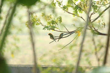 Two Rainbow Bee-eater sitting on the tree branch in the morning with sunlight