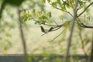 Two Rainbow Bee-eater sitting on the tree branch in the morning with sunlight