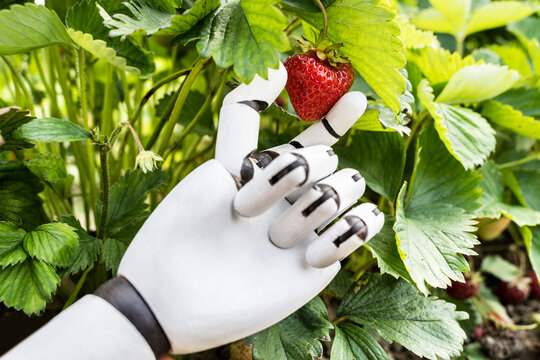 AI Farmer Assistant Picking Fresh Fruit