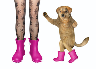 The girl in stockings and her dog are both in pink rubber boots. White background. Isolated.