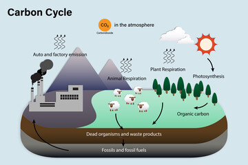 Diagram of Carbon cycle, Biogeochemical cycle for education chart