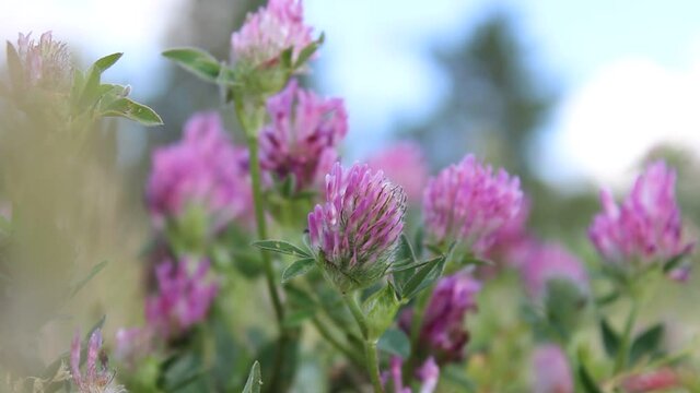 Close-up of purple clover blooming in a meadow in summer, which sways in the wind.